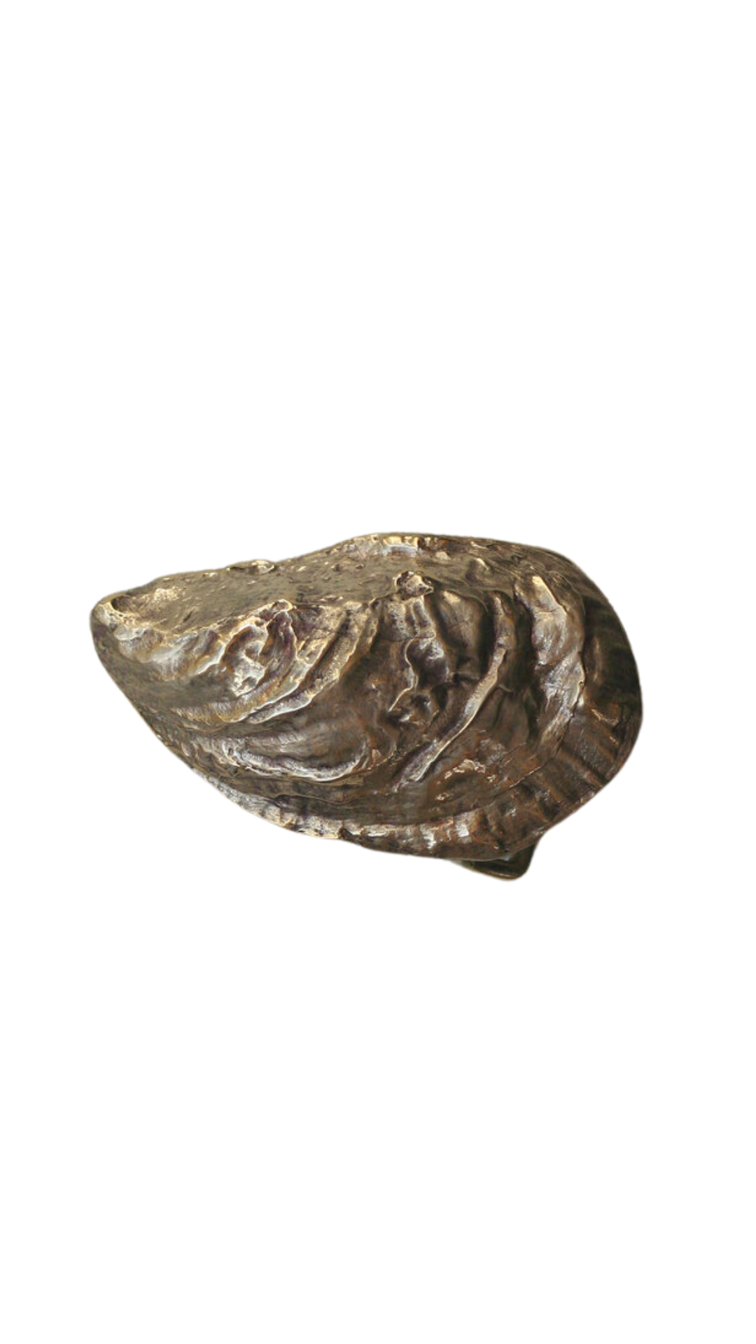 Chilmark Oyster Belt Buckle - Yellow Bronze