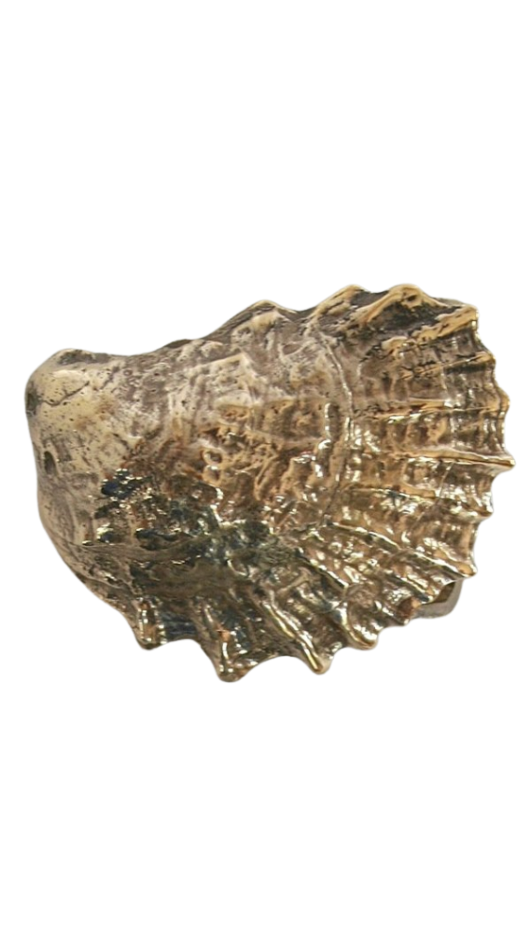 Aquinnah Oyster Belt Buckle - Yellow Bronze