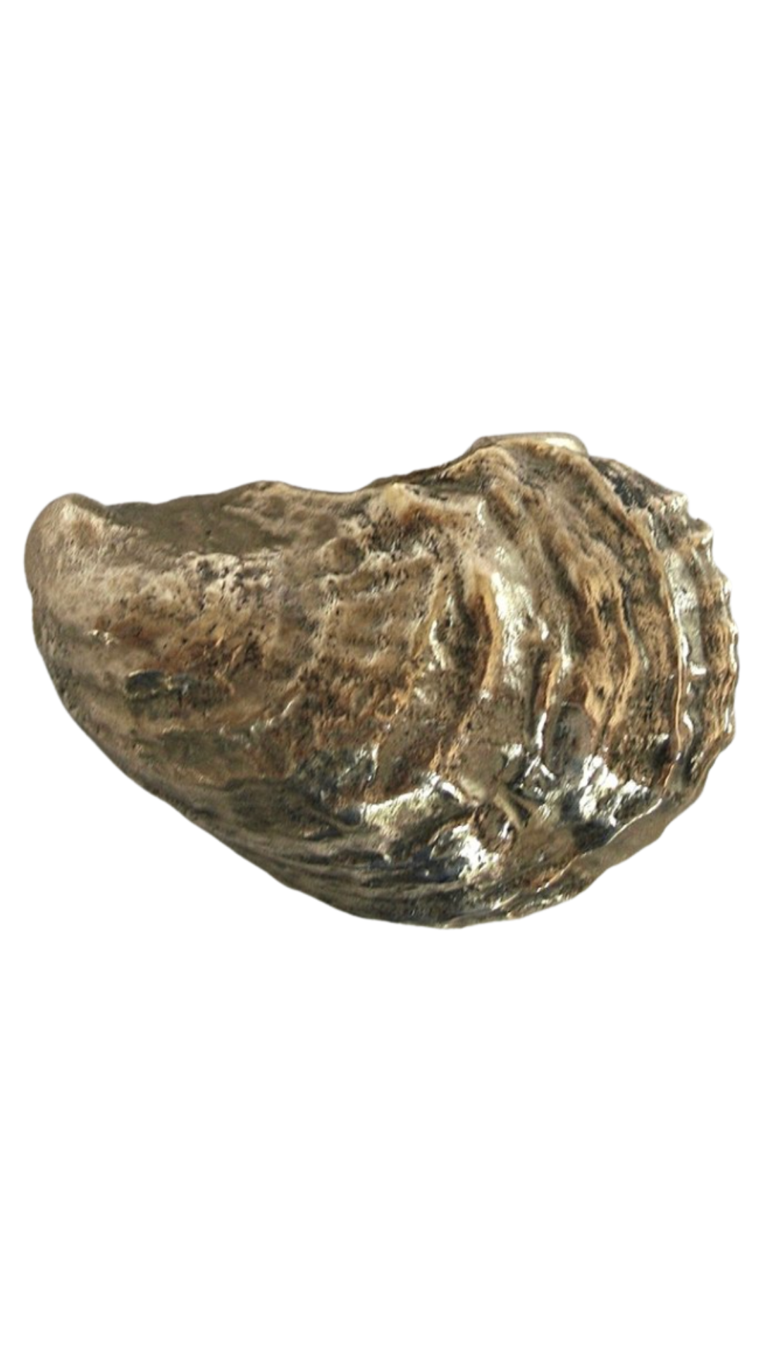 Chapoquiot Oyster Belt Buckle - Yellow Bronze