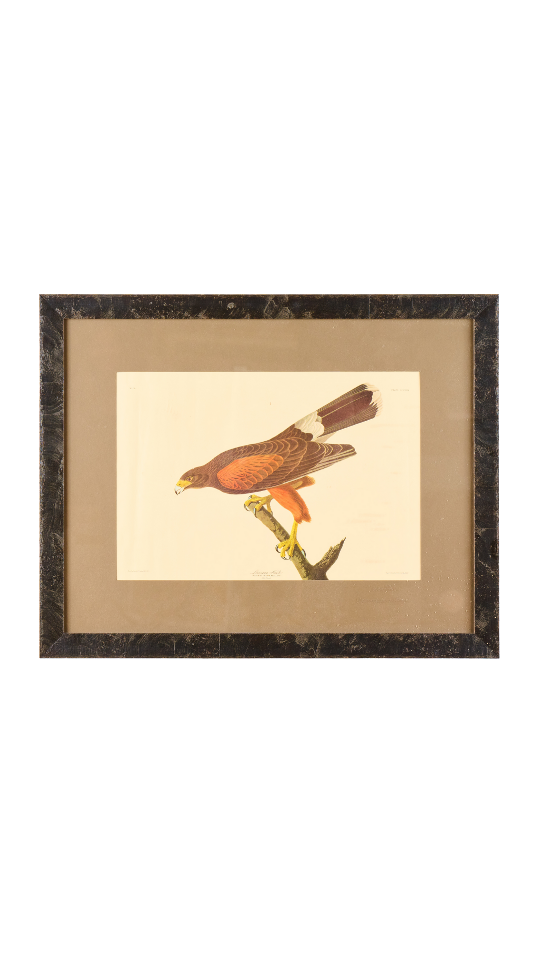 Vintage Bird Print | Framed