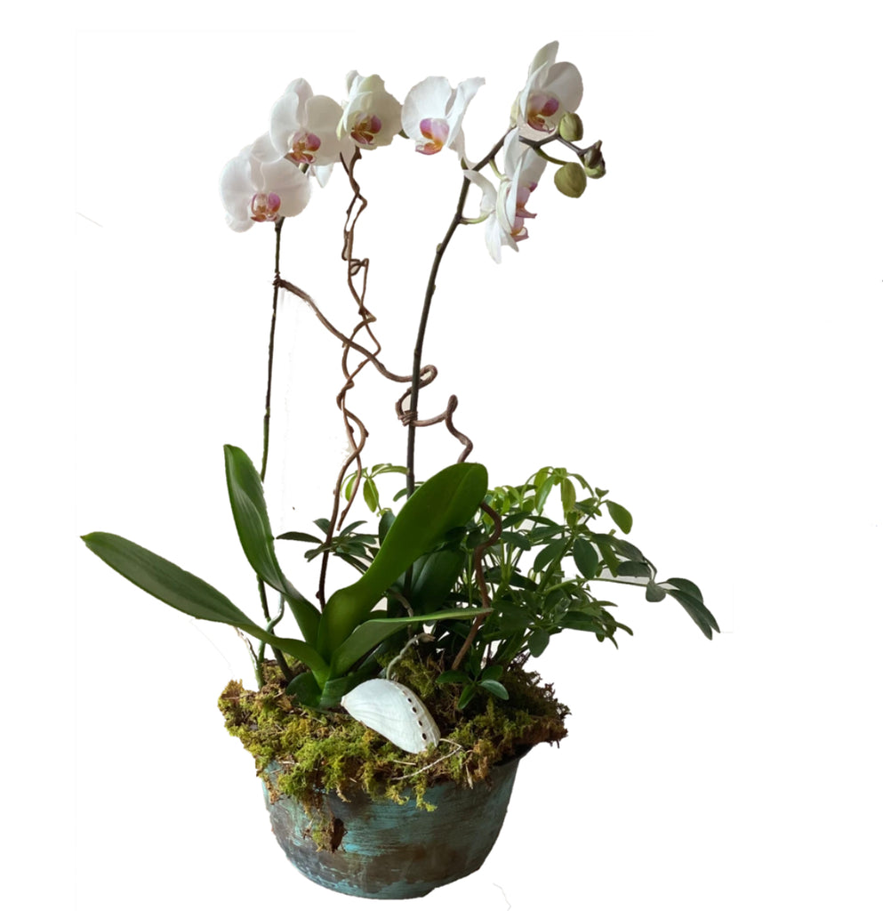 Aloha Orchid Planter